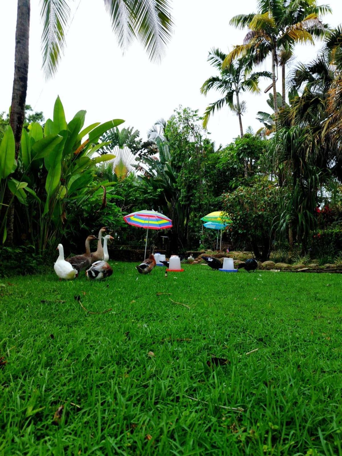 Hotel Diuwak Dominical Exterior foto